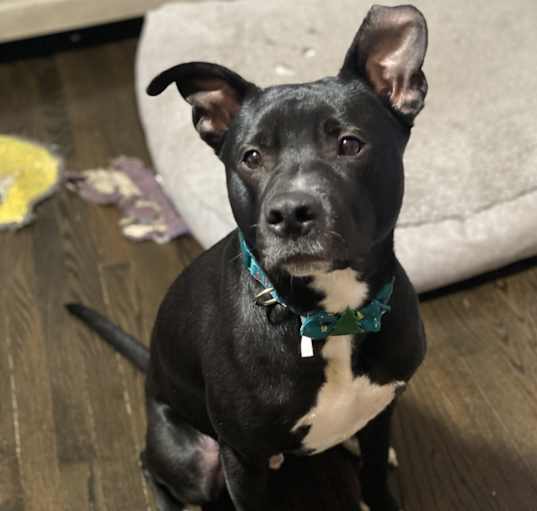 Photo of Astro