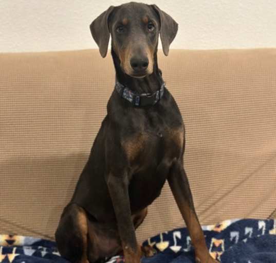 Photo of Trooper