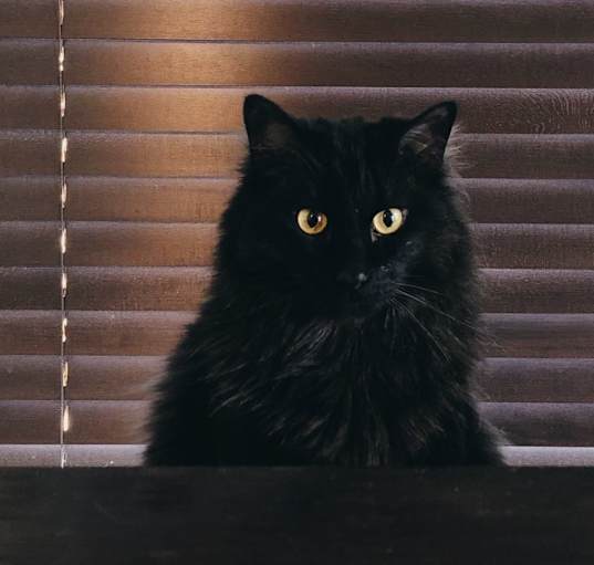 Photo of Binx
