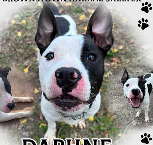 Photo of DAPHNE