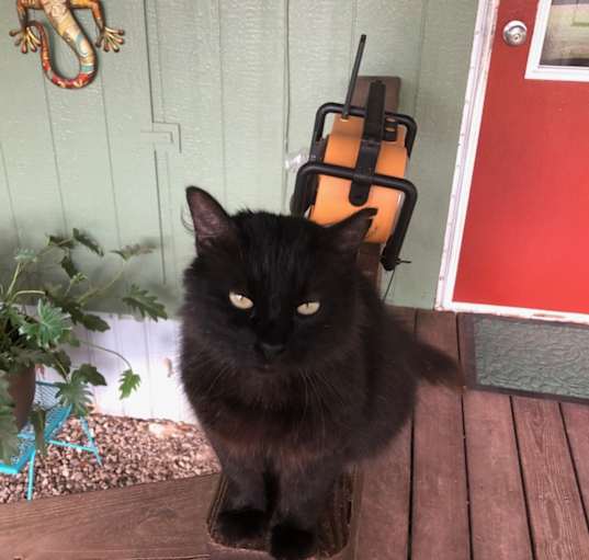 Photo of Black Kitty
