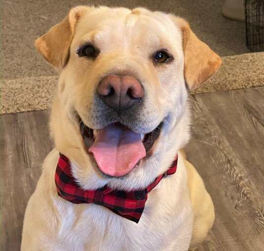Photo of Buddy