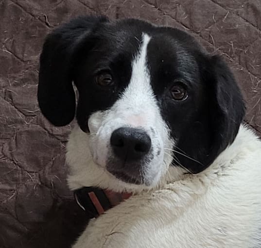 Photo of Molly