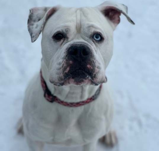 Photo of Ace
