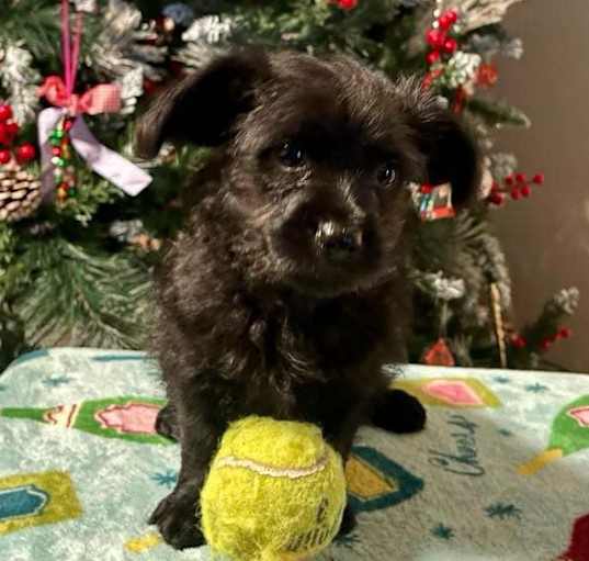 Photo of Spike
