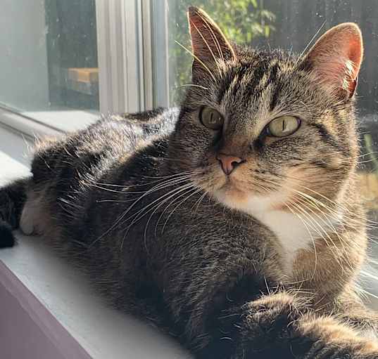 Photo of Zelda