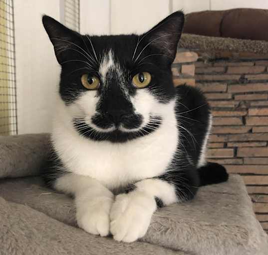 Photo of Licorice