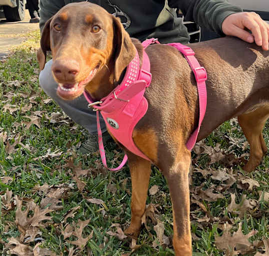 Photo of Vicky Dee
