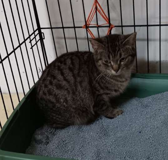 Photo of Rocket