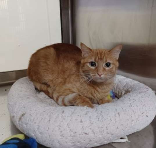 Photo of Cinnamon