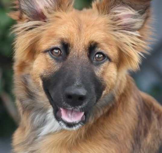 Photo of Sadie WSR
