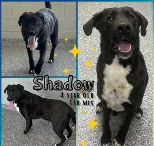 Photo of Shadow