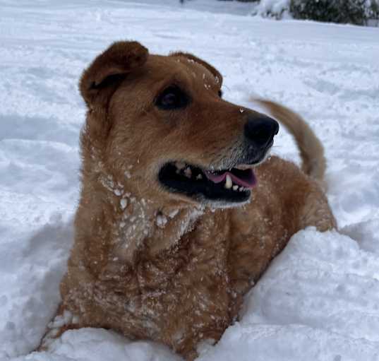 Photo of Ridley