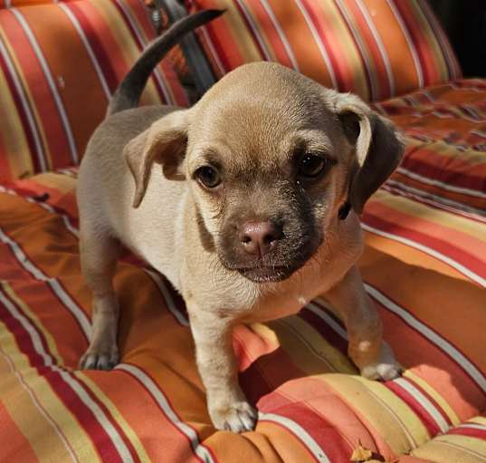 Photo of Cannoli