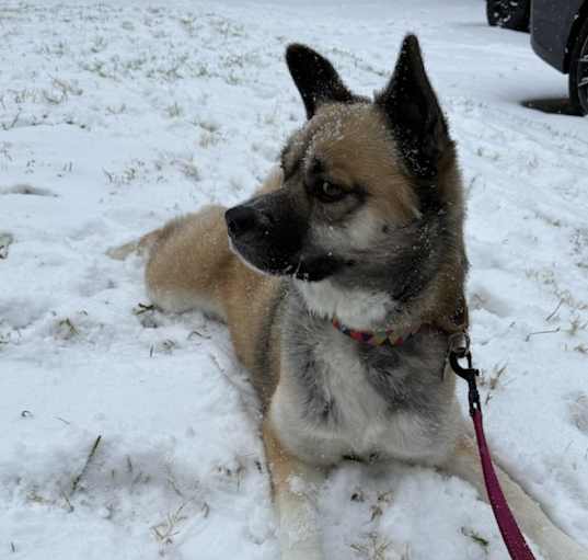 Photo of Xena