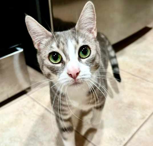Photo of Poppy