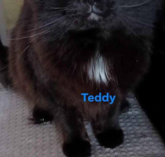 Photo of Teddy