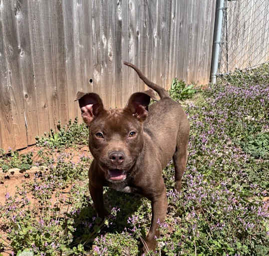 Photo of Stella