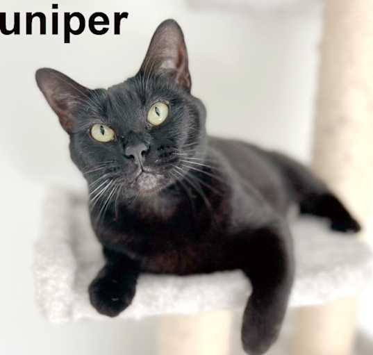 Photo of Juniper