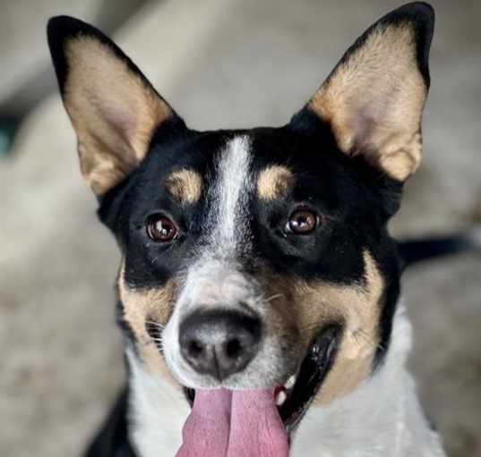 Photo of BRONCO