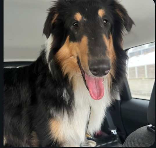 Photo of Beau