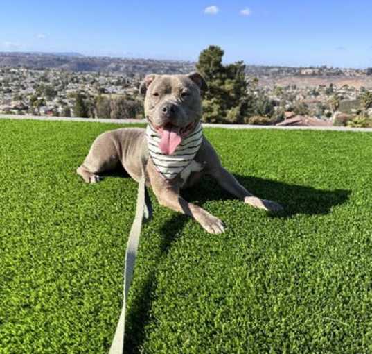 Photo of Gracie