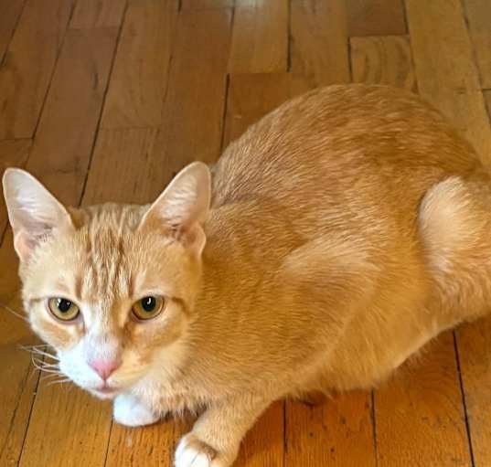 Photo of Buttercup