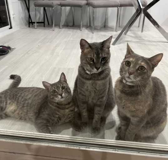 Photo of Evee, Calbee, and Sandee
