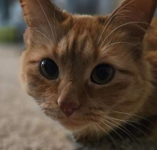 Photo of Ginger
