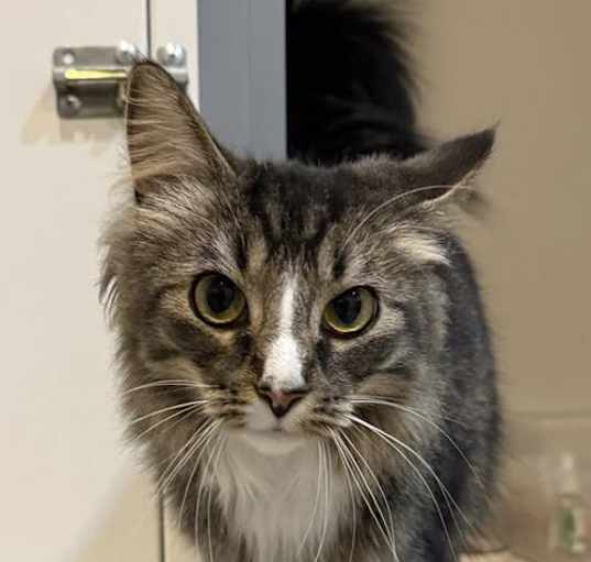 Photo of Cat-Paisley