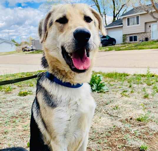 Photo of Rex