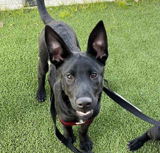 Photo of Nala