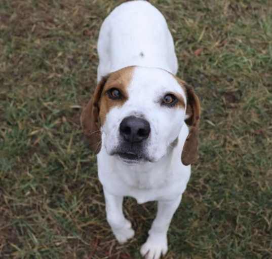 Photo of Barley