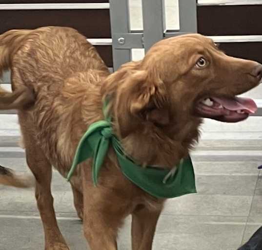 Photo of Ginger
