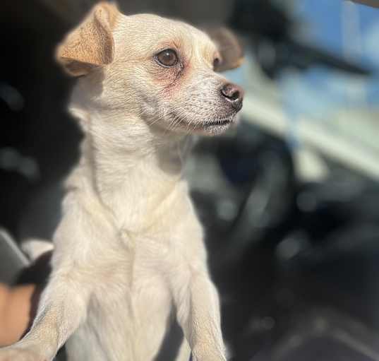 Photo of Daisy