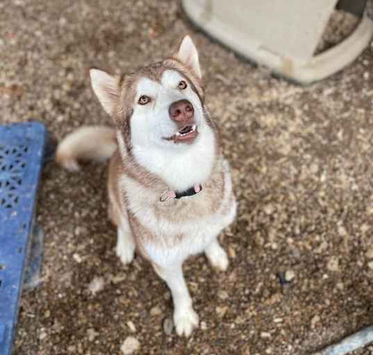 Photo of Sheba