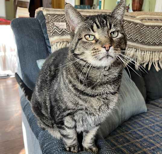 Photo of Merlin