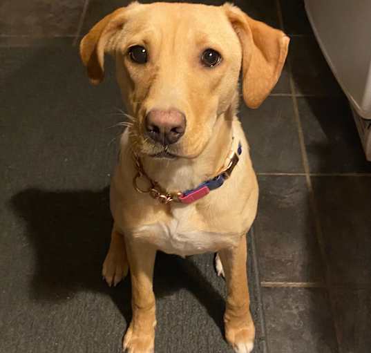 Photo of Cutie Pie