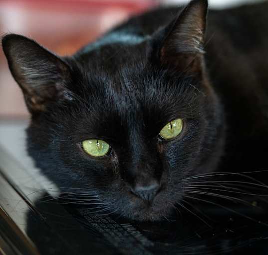 Photo of Abby