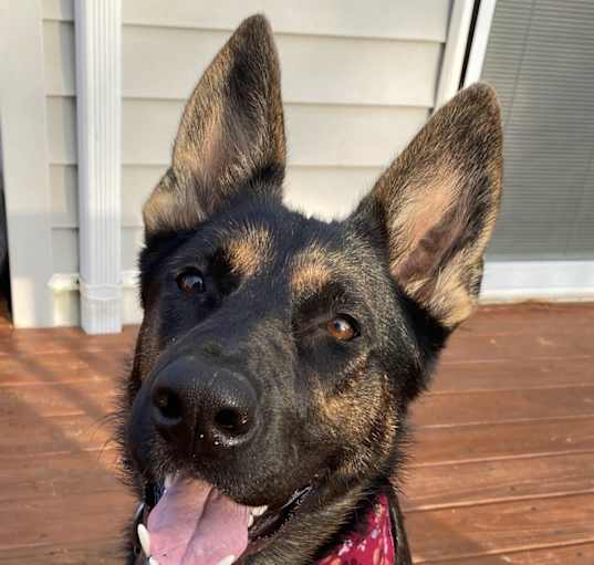 Photo of Zelda