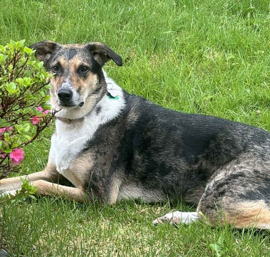 Photo of Nala