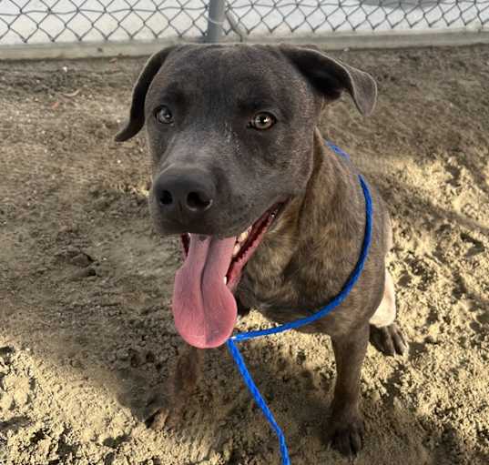 Photo of Dog