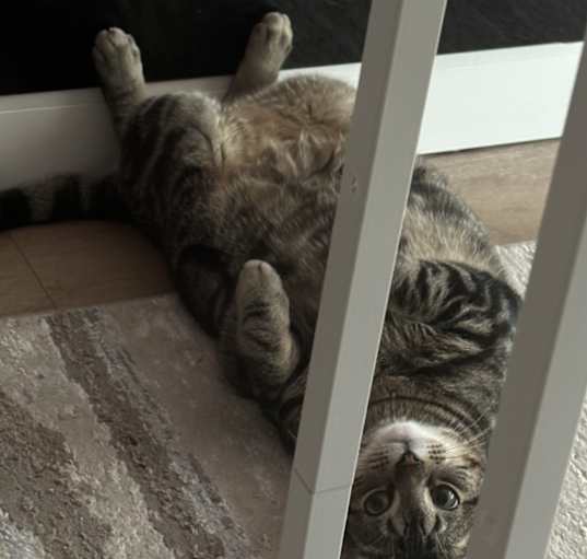 Photo of Lily