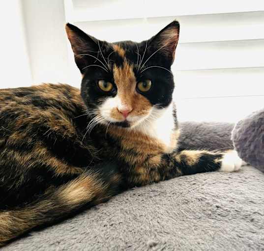 Photo of Fia (Bonded with Rocco)