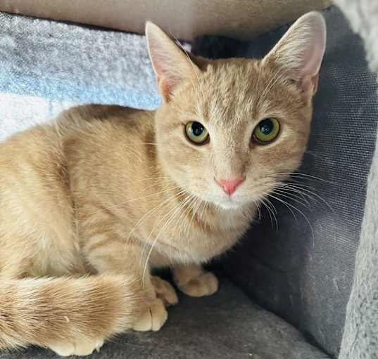 Photo of Rocco (bonded with Fia)