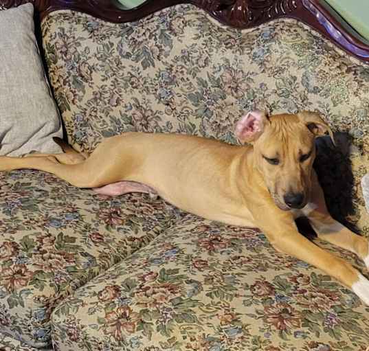 Photo of Desi