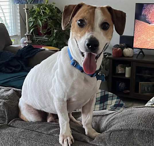 Photo of Snickers