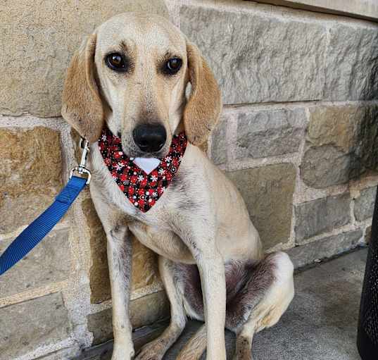 Photo of Ranger