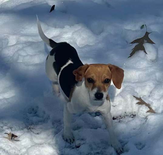 Photo of Pippy