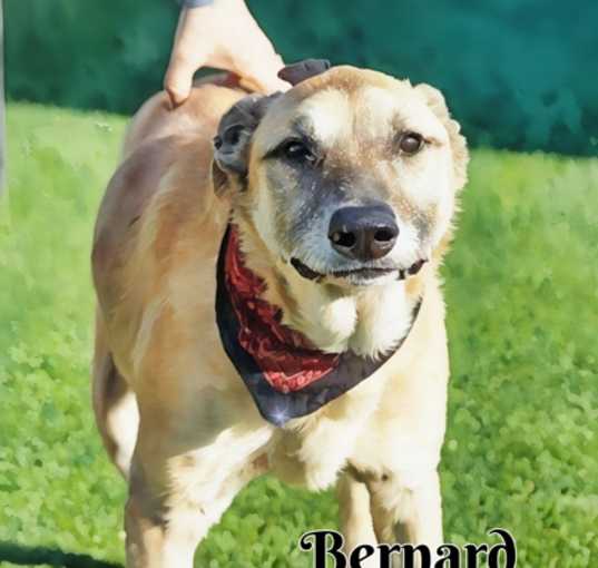 Photo of Bernard